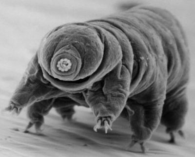 a tardigrade
